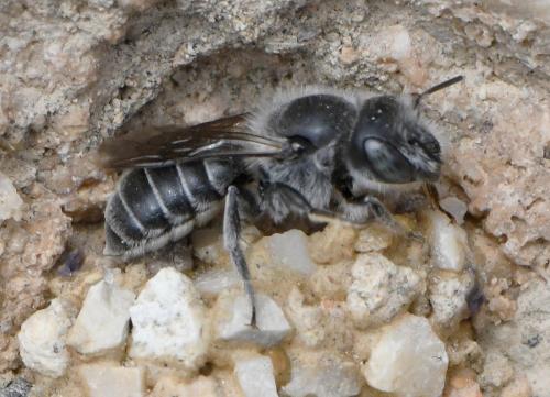 Réf. 283 045 : Hoplitis sp.
